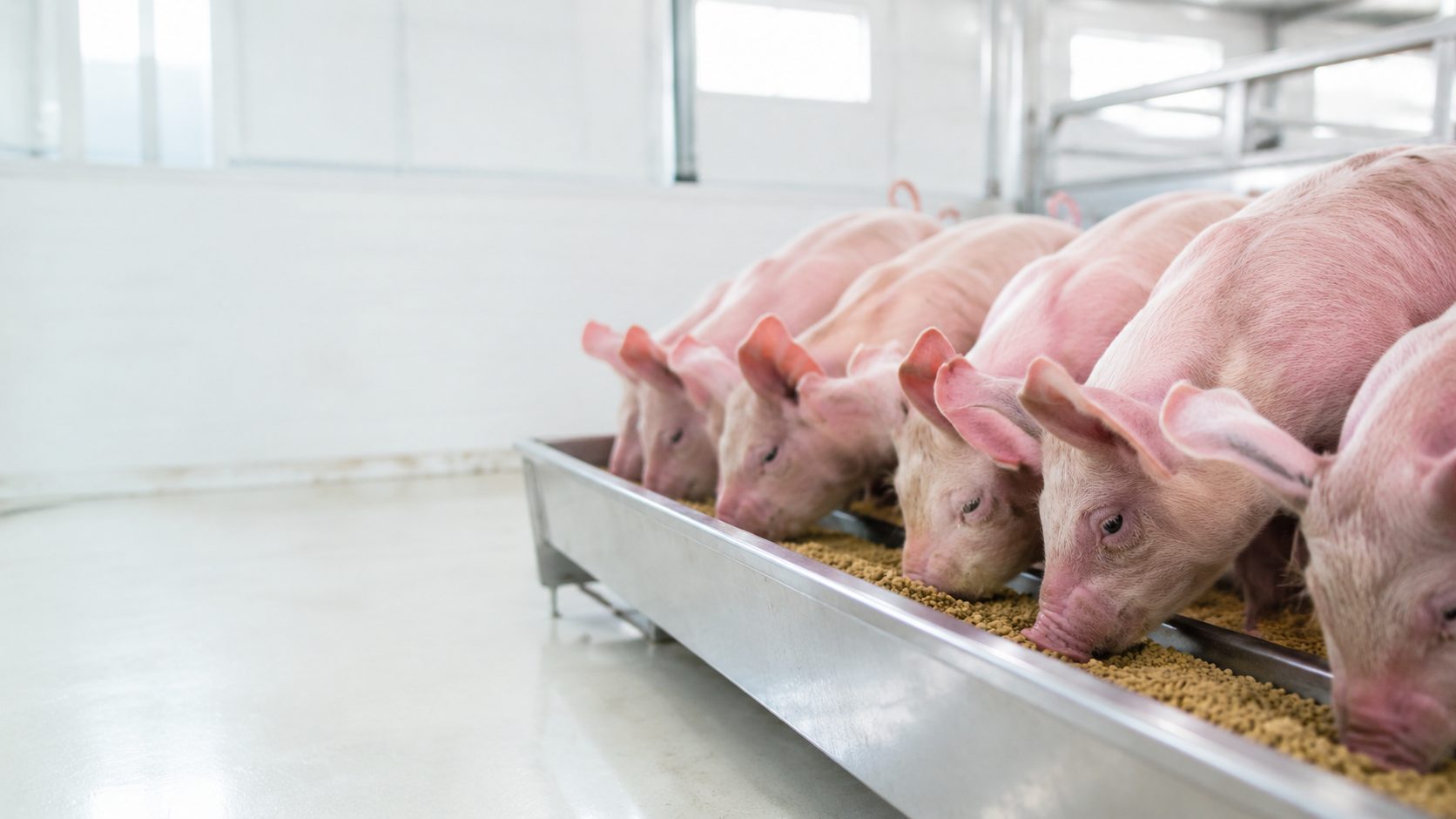 Application — piglet feeding