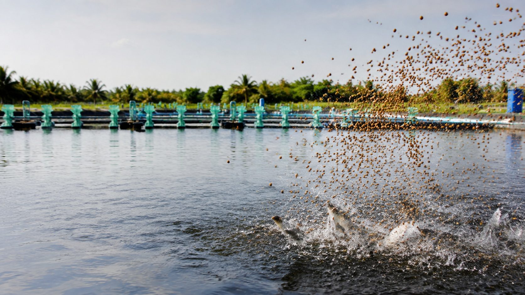 Application — aquaculture
